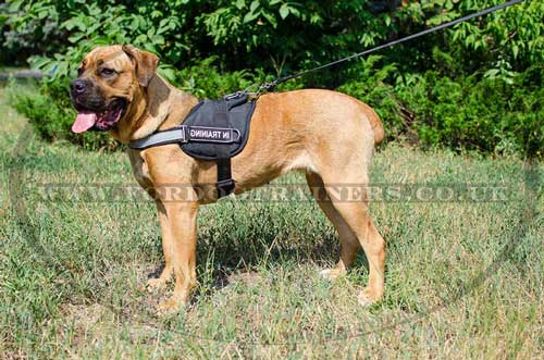 Cane Corso Mastiff Dog Harness with Patches and Reflexive Strap