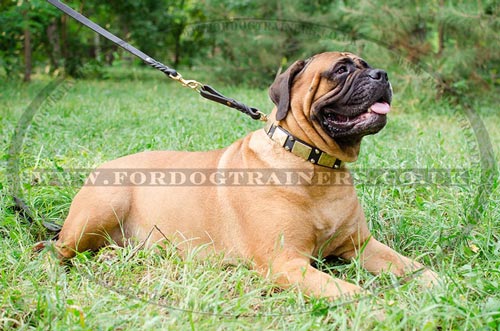 Smart and Strong Bullmastiff Dog Collar for Big Dogs