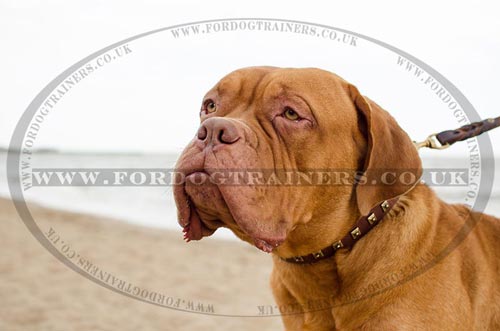 The Best Dogue De Bordeaux Collar Design for Smart Walking