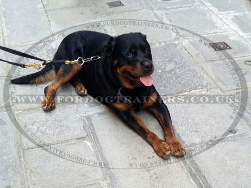 The Best Lead for Rottweiler with Clip on Both Ends and O-Ring