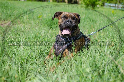 Boxer Dog Training Harness will Help Control Your Strong Beast!