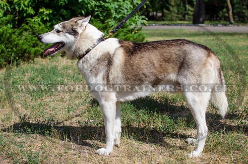 Leather Dog Collar with Dotted Brass Circles for Laika, Husky