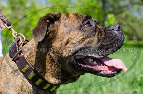 Boxer Dog Collars Decorated with Elegant Ribbed Plates