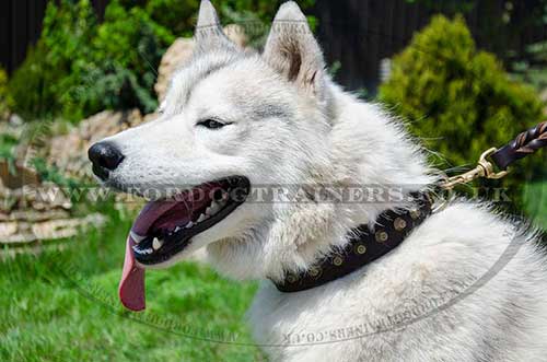 Designer Dog Collar for Husky and other Medium and Large Dogs