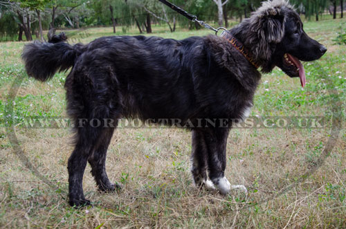 Caucasian Shepherd Large Leather Dog Collar "Flame"