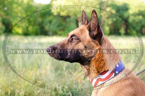 Designer Dog Collar for Belgian Malinois | Handmade Dog Collar