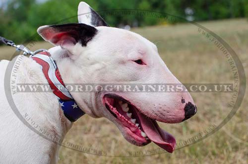 Designer Dog Collar for English Bull Terrier "American Pride"