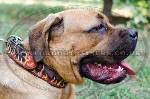 Designer Dog Collars with painting Flame for Cane Corso
