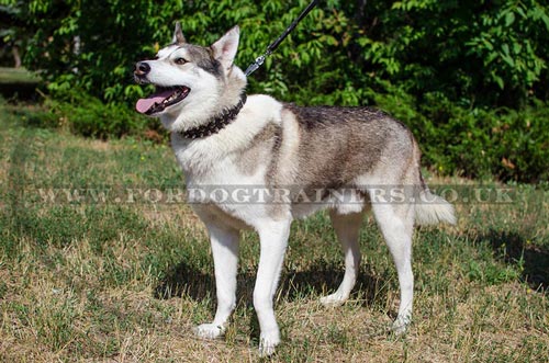 Designer Dog Collar for Husky | Spiked Dog Walking Collar
