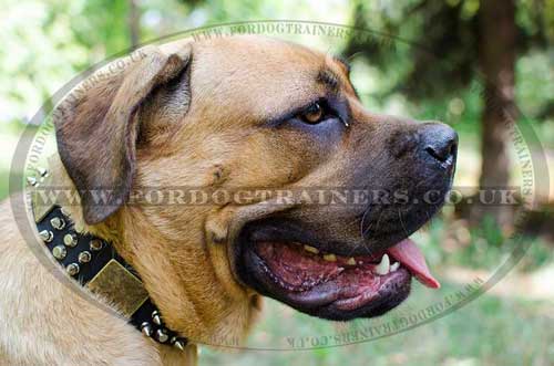 Designer Dog Collars for Cane Corso Mastiff | Spiked Dog Collar