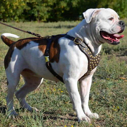 Luxurious Studded Dog Harness For American Bulldog