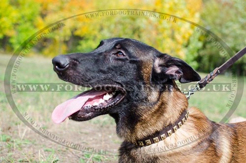 Luxury Leather Dog Collars for Malinois Style and Comfort