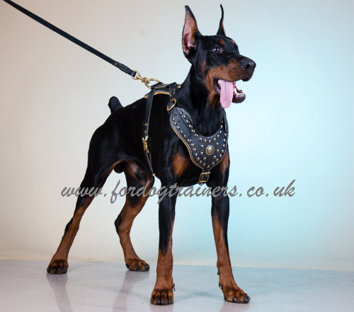 Luxury Studded Dog Harness for Doberman Nappa Padded