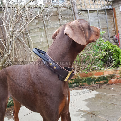 The Best Training Collar for Doberman Pinscher with Handle