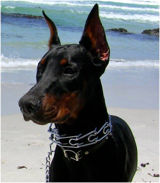 Pinch collar for Doberman