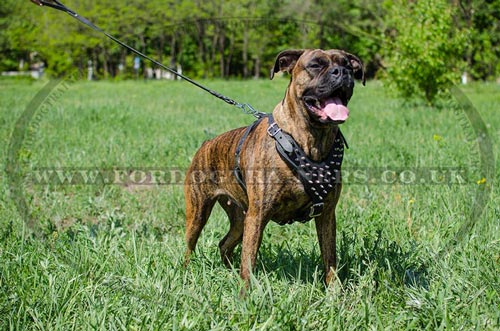 Comfort Dog Harness Spiked, Soft Padded for Boxer Dog Walking