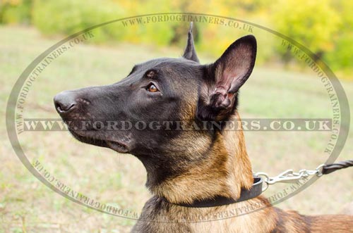 1 Inch Dog Collar for Malinois | Leather Dog Collar for Malinois
