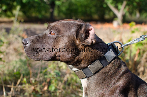 Dog Collar for Pitbull With Vintage Massive Plates