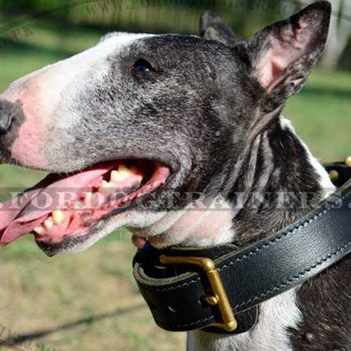 Bull Terrier Dog Collar with Double Leather Strap