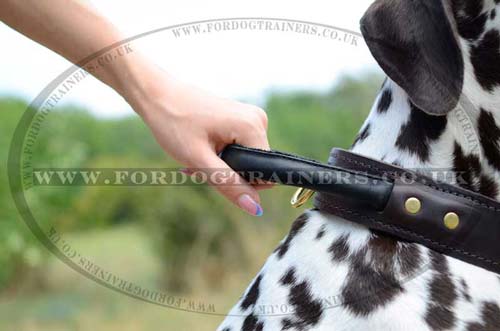 Leather Dog Collar with Handle | Dalmatian Training Dog Collar