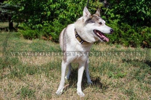 Dog Collar with Studs | Akita Dog Collar Studded Style