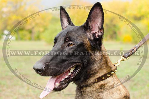 Belgian Shepherd Malinois Dog Collars with Brass Spikes