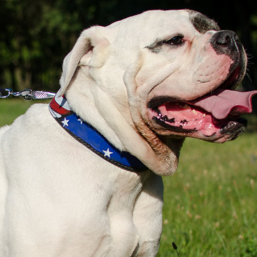 Bright Hand Painted Luxury Leather Dog Collar for Bulldog