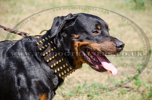 Extra Wide Dog Collars for Rottweiler with Brass Spiked Design