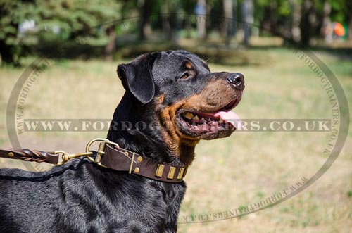 Rottweiler Stylish Dog Collars with Luxury Plated Design