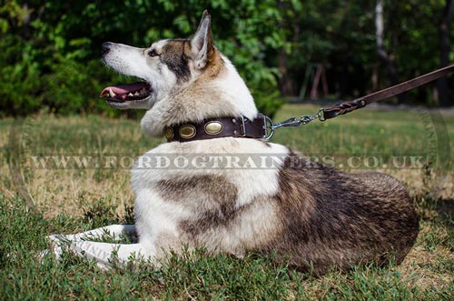 Siberian Husky Collars Vintage Style | Dog Collars with Plates