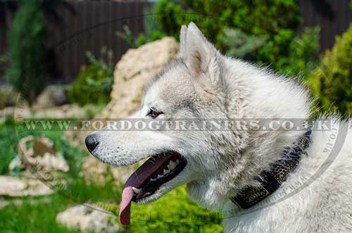 Dog Fashion Collar with Brass Plates | Husky Collar