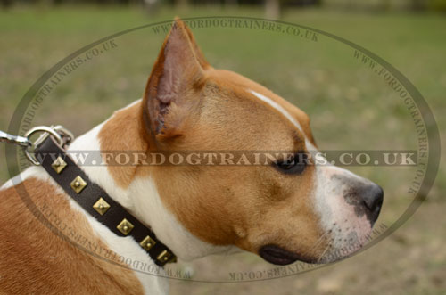 Beautiful Studded Leather Collar for Staffordshire Bull Terrier