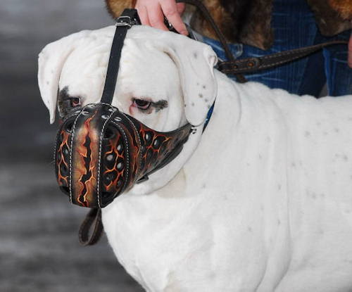 Painted leather dog muzzle for American bulldog