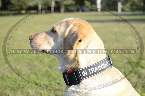 Dog Training Collar for Labrador | Nylon dog Collar for Labrador