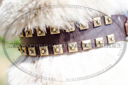 Dog Walking Collars | Husky Collars with Brass Caterpillar Style