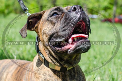 Boxer Dog Walking Training Collar with Buckle and Nickel Plates