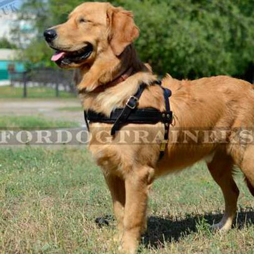 best harnesses for golden retrievers