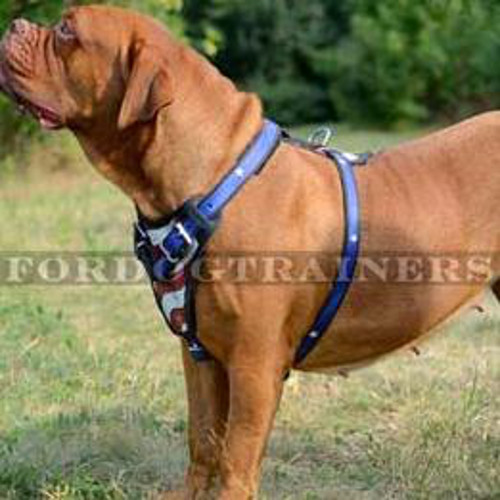 Dogue de Bordeaux Dog Harness "American Pride"