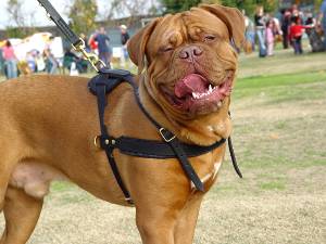 Dogue De Bordeaux Harnesses for Dog Sport | Pulling Dog Harness