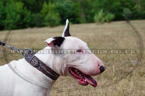 English Bull Terrier Collar Barbed Wire Painted Style