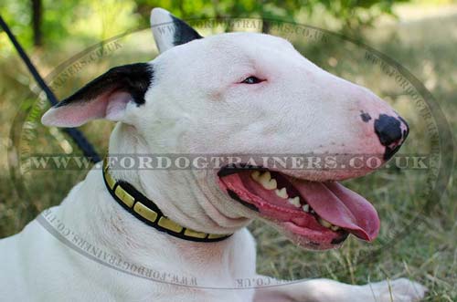 English Bull Terrier Collar Necklace Style with Brass Plates