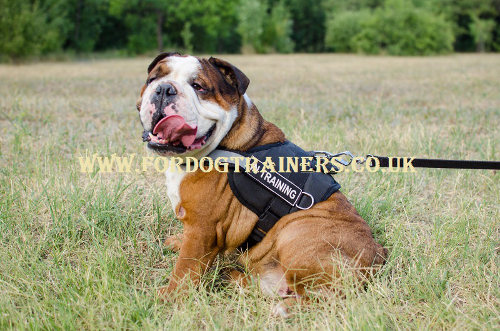 Reflective Harness for English Bulldog | Bulldog Harness, Nylon