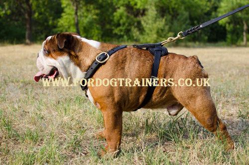 English Bulldog Harness UK BEST Leather | Walking Dog Harness