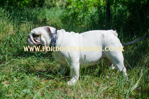 English Bulldog Leather Dog Collar UK with Blue Stones