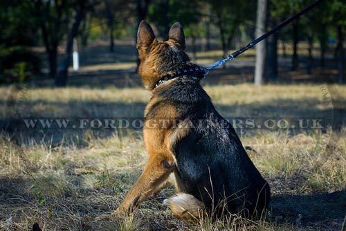 Studded Dog Collar with Pyramids for German Shepherd