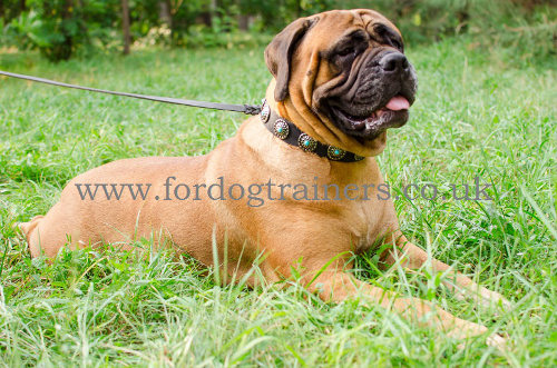 Exclusive Handmade Dog Collar with Blue Studs for Bullmastiff