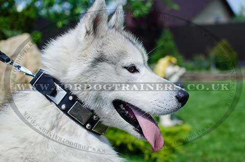 Fashionable Dog Collar for Husky | Husky Dog Collar with Studs