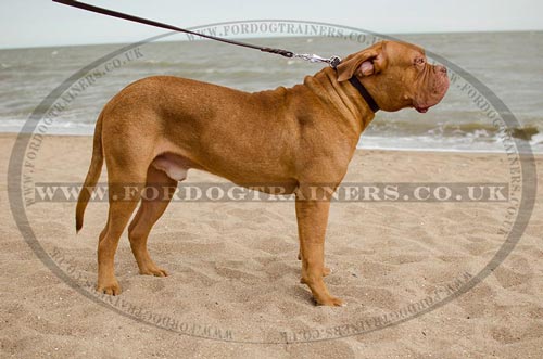 Simply Smart Leather Dog Collar with Buckle for Dog De Bordeaux