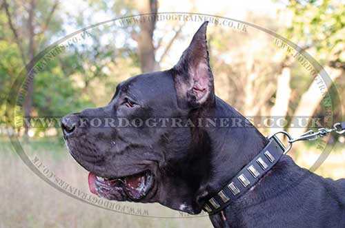 Handmade Dog Collar for Great Dane | Large Dog Collar UK