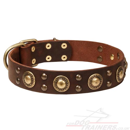 Strong Stuff Dog Collars with Brass Decorated Style